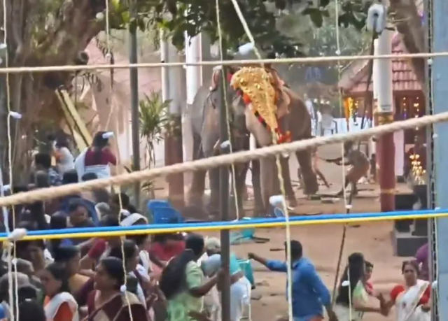 Elephants frightened by fireworks caused horror: 3 dead, 30 injured