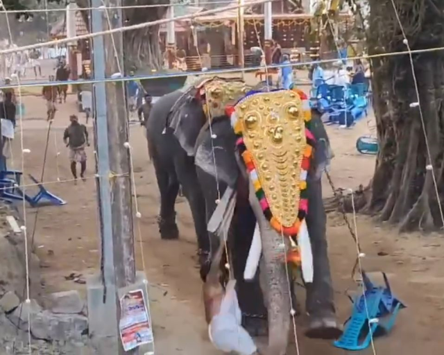 Elephants frightened by fireworks caused horror: 3 dead, 30 injured