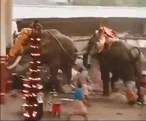 Elephants frightened by fireworks caused horror: 3 dead, 30 injured