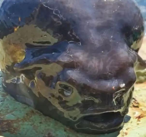 A mysterious creature from the depths of the ocean has caused astonishment