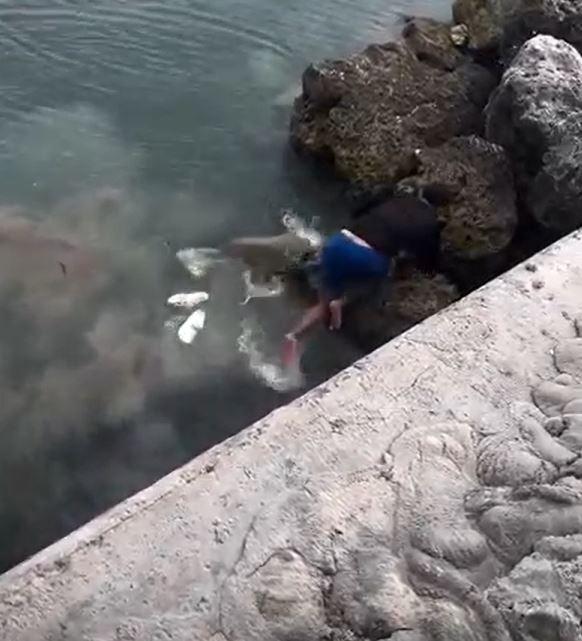 Fisherman who fell onto a shark while taking a photo narrowly escaped death