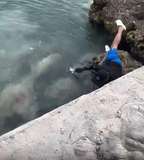 Fisherman who fell onto a shark while taking a photo narrowly escaped death