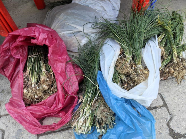 Collected from the mountain, sold for 10,000 TL per kilogram
