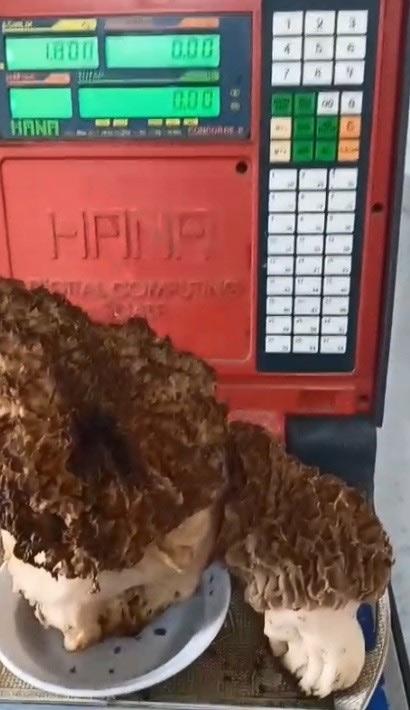 Giant morel mushroom! They couldn't believe their eyes when they weighed it