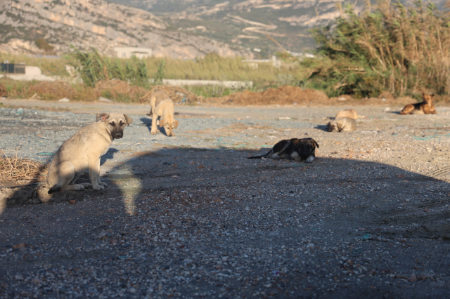 Rabies case in 4 neighborhoods of Hatay, citizens are anxious while going out