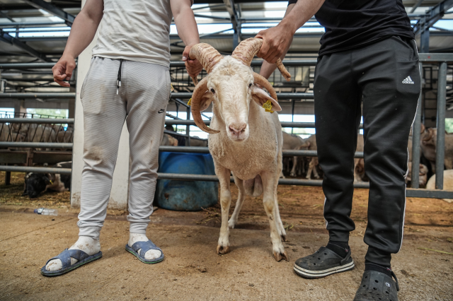 The four-horned ram became the star of the sacrificial market