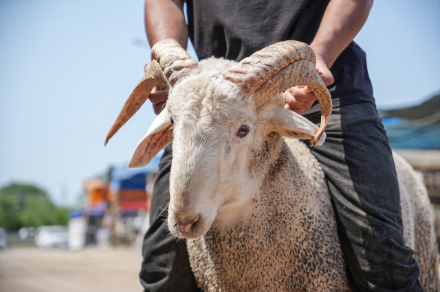 The four-horned ram became the star of the sacrificial market
