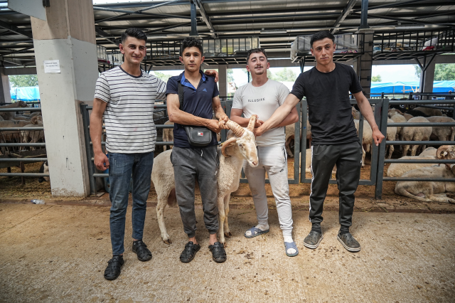 The four-horned ram became the star of the sacrificial market