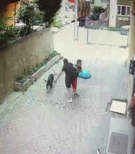 Pitbull attacked the child playing on the street