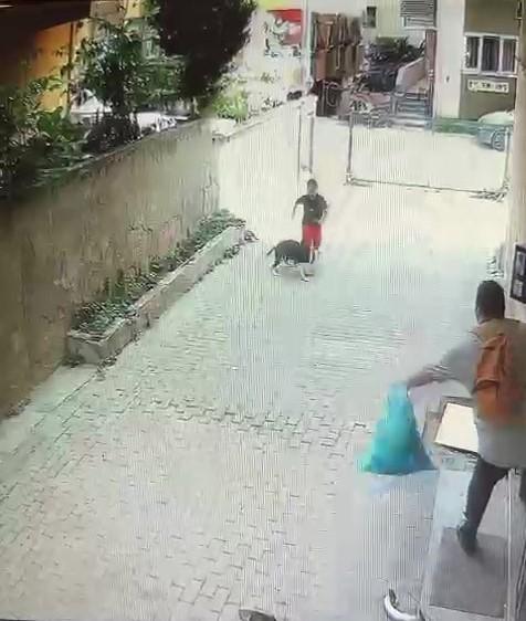 Pitbull attacked the child playing on the street