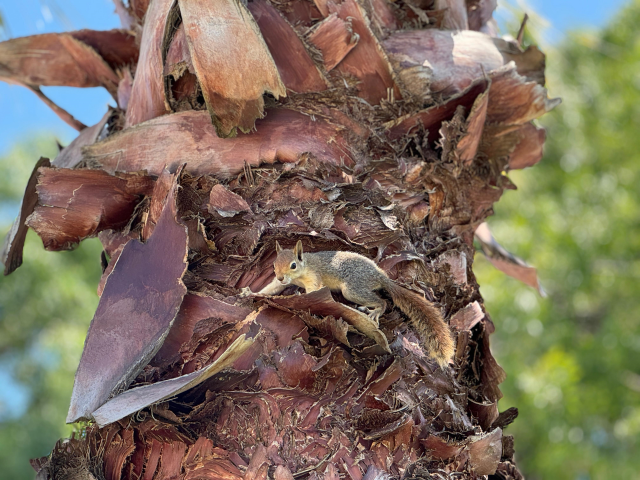 The squirrel he found injured in nature became his closest friend