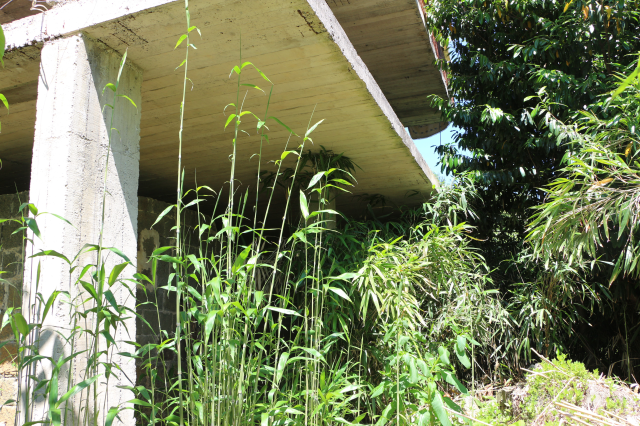 Reed rebellion from the neighborhood resident: The village will close in a few years