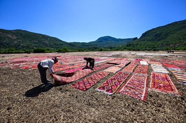 The scorching heat will cause the carpets laid in the fields to pastel more