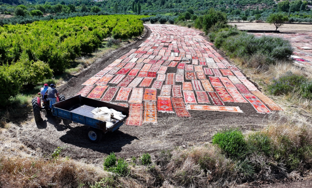 The scorching heat will cause the carpets laid in the fields to pastel more