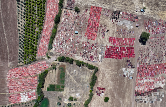 The scorching heat will cause the carpets laid in the fields to pastel more
