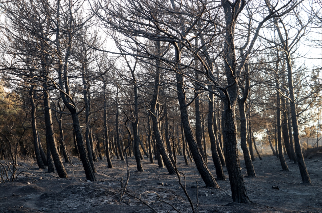 The forest fire that has been ongoing for 42 hours in Tekirdağ has been partially brought under control
