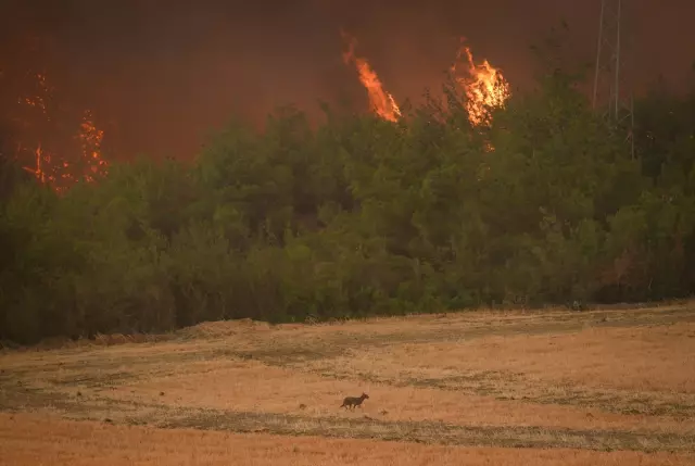 Forest fire in Sakarya and Bilecik: 4 evacuated