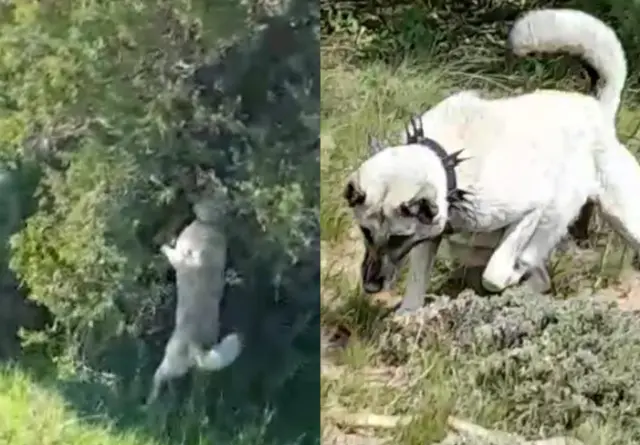 The best image that illustrates the courage of the Kangal! Climbed a tree and neutralized it