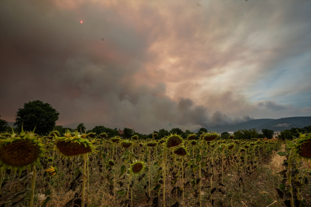 Flames are advancing rapidly in Bilecik! 7 villages have been evacuated