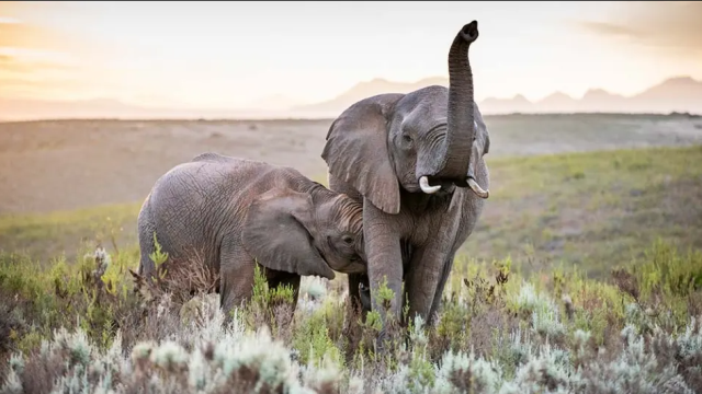 The millionaire safari owner tragically lost his life after being attacked by a 6-ton elephant