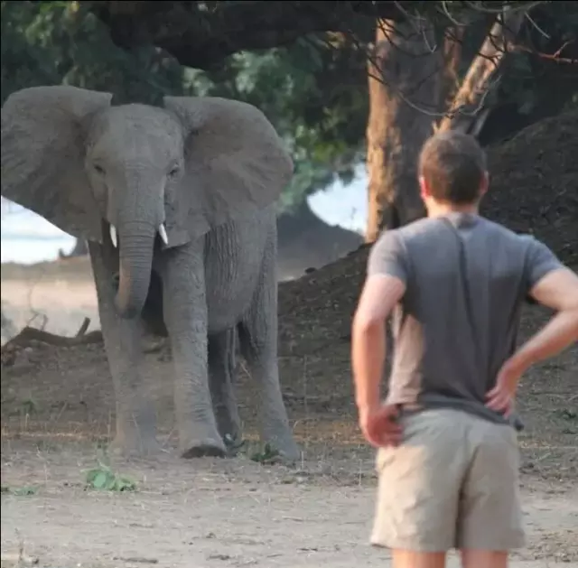 The millionaire safari owner tragically lost his life after being attacked by a 6-ton elephant