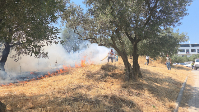 20 olive trees burned: 2 children detained