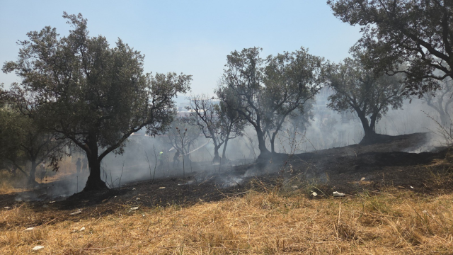 20 olive trees burned: 2 children detained
