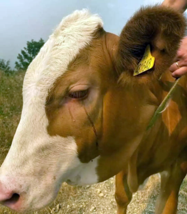 Tears of a cow rescued from the fire