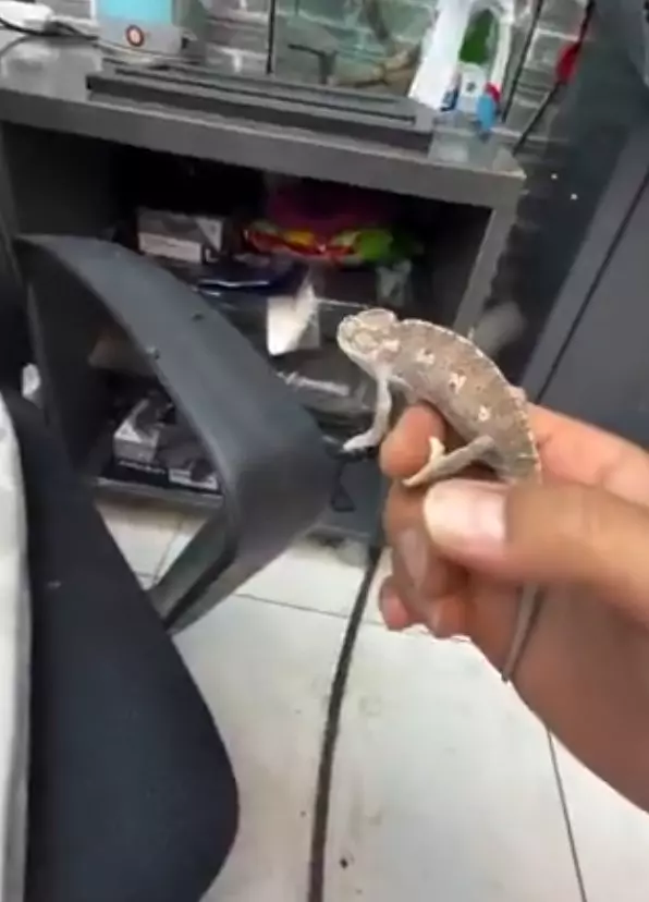 Started keeping chameleons to combat flies