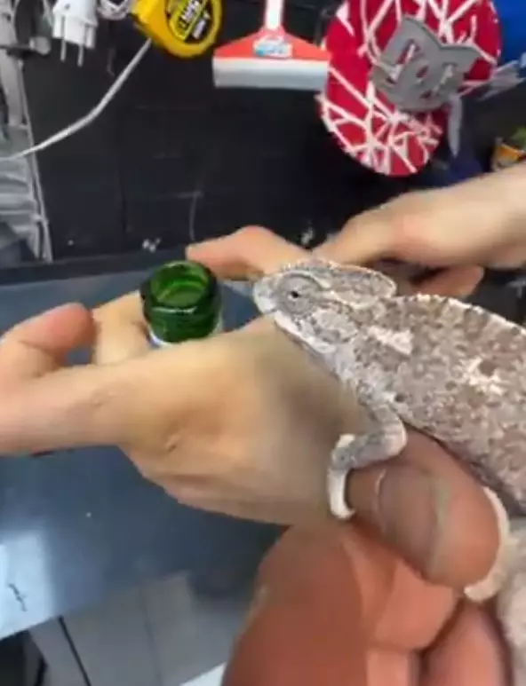 Started keeping chameleons to combat flies