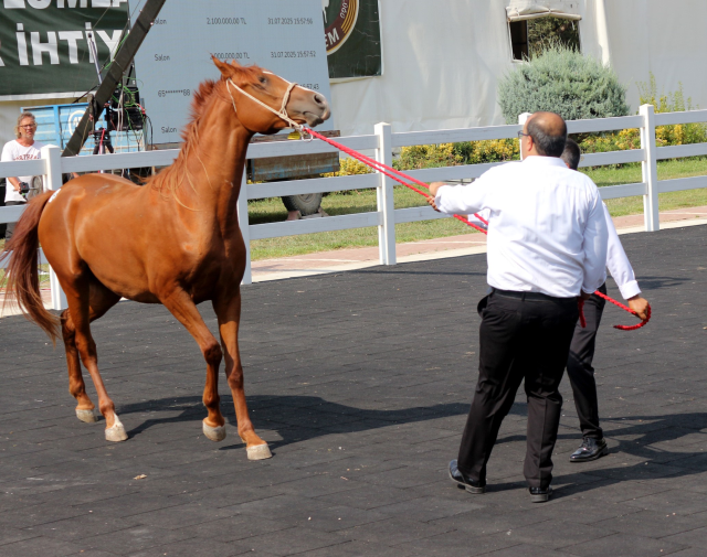 Million-dollar foals sold like hotcakes