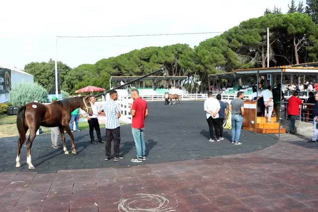 Million-dollar foals sold like hotcakes