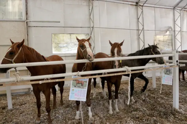 Million-dollar foals sold like hotcakes