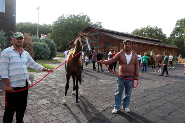 Million-dollar foals sold like hotcakes