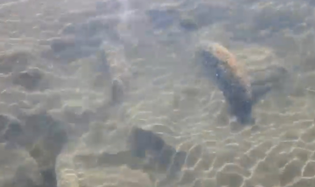 Historical column capitals were found in Lake Iznik