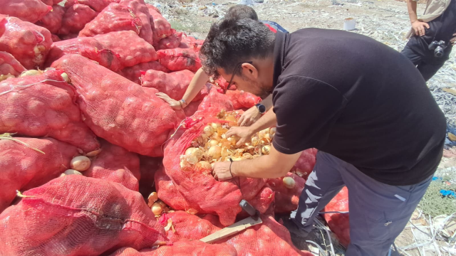 They threw tons of dry onions onto a vacant lot, citizens flocked