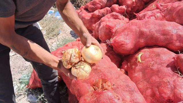 They threw tons of dry onions onto a vacant lot, citizens flocked