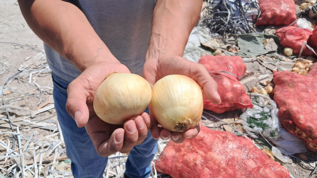 They threw tons of dry onions onto a vacant lot, citizens flocked