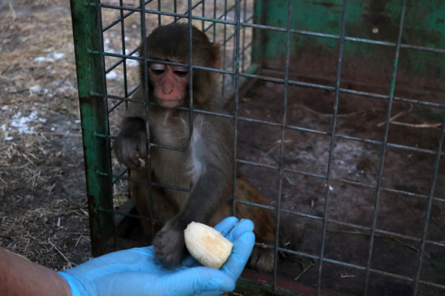 The monkey that the shepherd slapped has been taken under protection