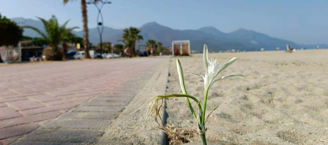 'Sand lily' that bloomed after years is under protection