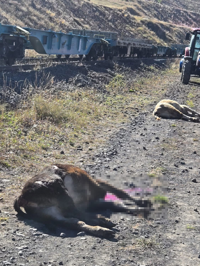 The 'fraudulent' contractor they mentioned devastated the villagers: We have become unable to farm and raise animals