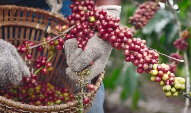 The Journey of Coffee with Barista Guru: The First Step from Farm to Cup