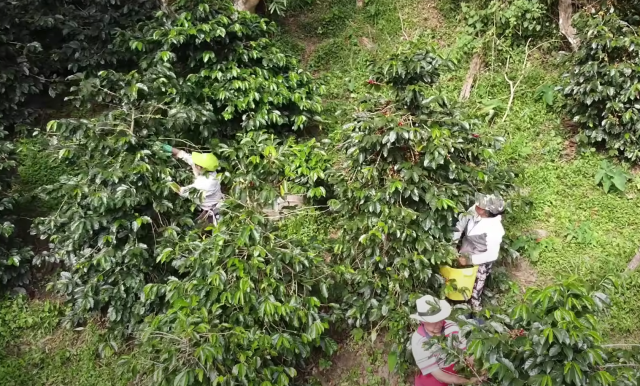 The Journey of Coffee with Barista Guru: The First Step from Farm to Cup