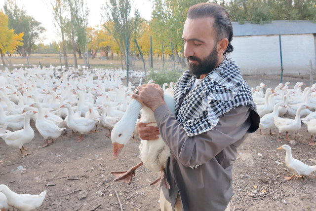 With a single whistle, hundreds of animals come running