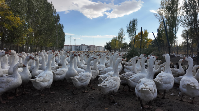 With a single whistle, hundreds of animals come running