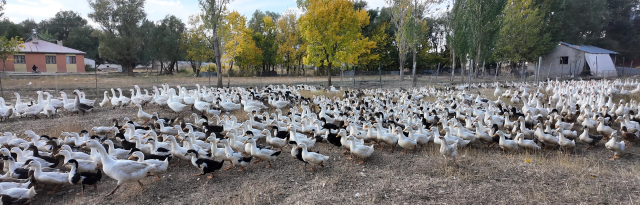 With a single whistle, hundreds of animals come running