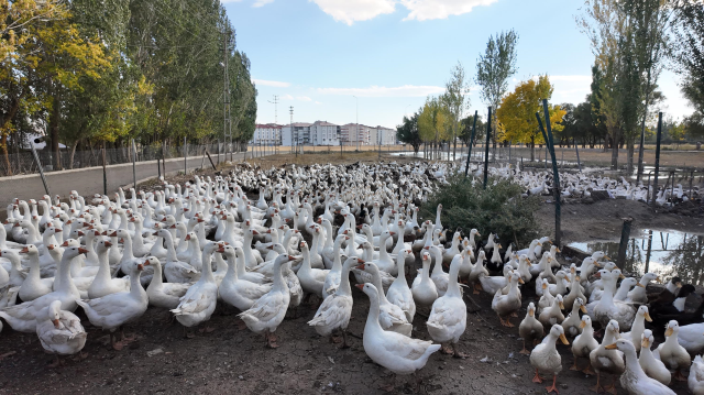 With a single whistle, hundreds of animals come running