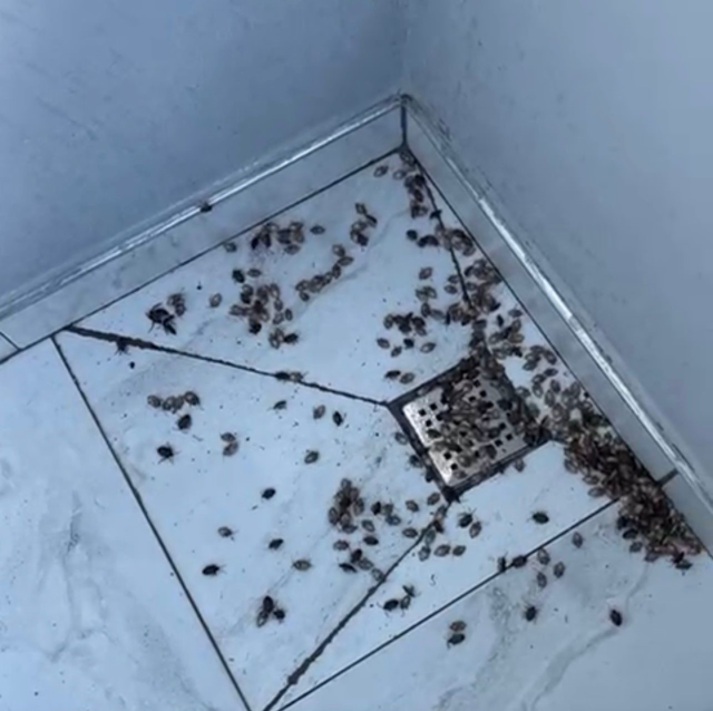 The brown marmorated stink bug has invaded the neighborhood