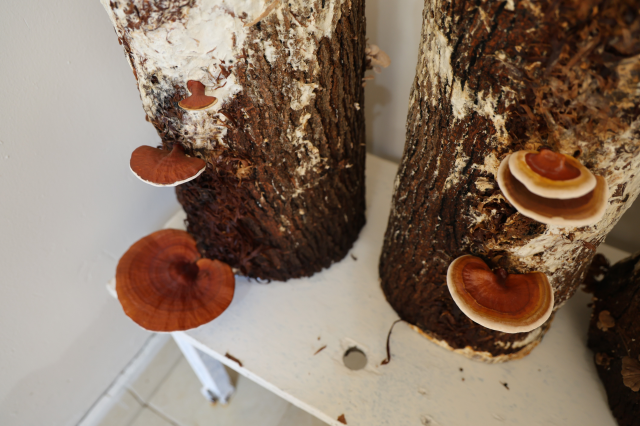 Inmates cultivated it in prison, sold for 15 thousand TL per kilogram