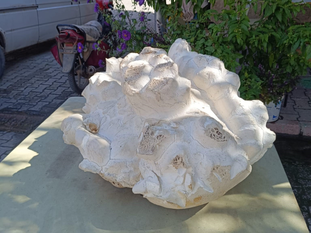 A giant mushroom weighing 19 kilos was found in Konya